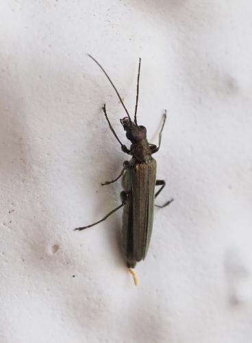 Oedemera sp.